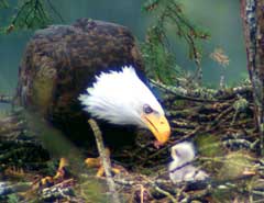 Arnie Ambuehl's Eagle Picture